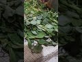 البرزقالة او البرطلاق كل واحد واش يسميها