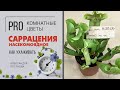 Безопасный хищник Саррацения - как подружиться с насекомоядным