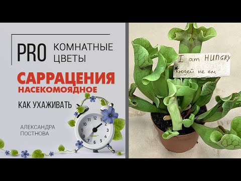 Безопасный хищник Саррацения