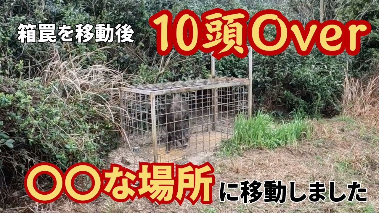 3月のイノシシ箱罠捕獲！ - YouTube