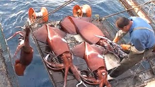 Amazing Fastest Giant Squid Cutting Line on Vessel - How Giant Squid Cutting and process in Factory
