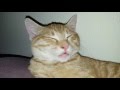 The Daily Kitten, 11/25. The sleep suckler.