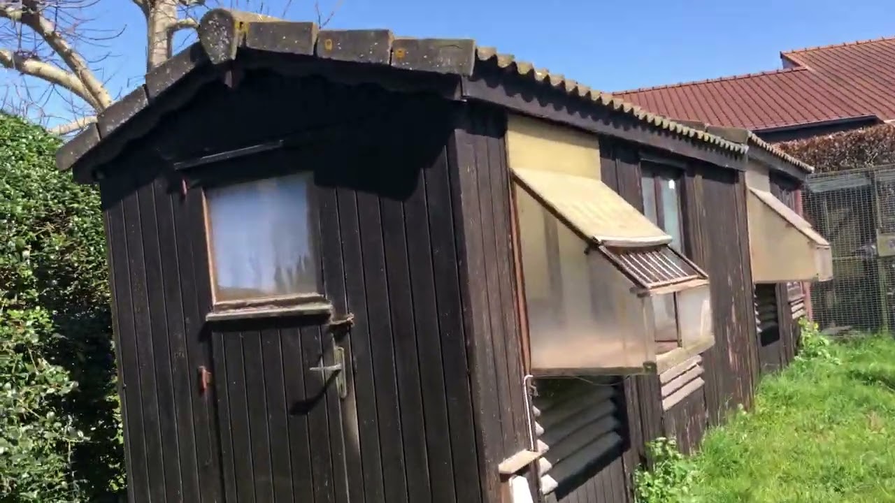 duiven na 1e Clermont