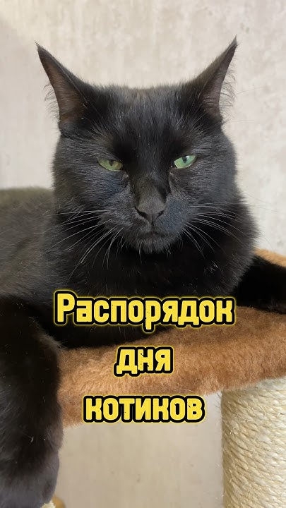 Распорядок дня котиков 🐈 #питомцы #котики #кот #кошка #собака - YouTube