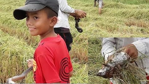 Đ9R 24 - Theo máy gặt bắt rắn, bắt chuột quá trời luôn (tập 2) | catch snake, mouse