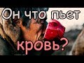 ЧТО БУДЕТ ЕСЛИ КАЖДЫЙ ДЕНЬ ЕСТЬ МЯСО [ВЕГАНЫ ИЛИ МЯСОЕДЫ КТО КРУЧЕ]