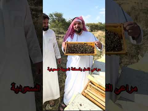 أشجار العشر السامة السعودية تهامة الباحة نبات العشر حسين البغدادي  