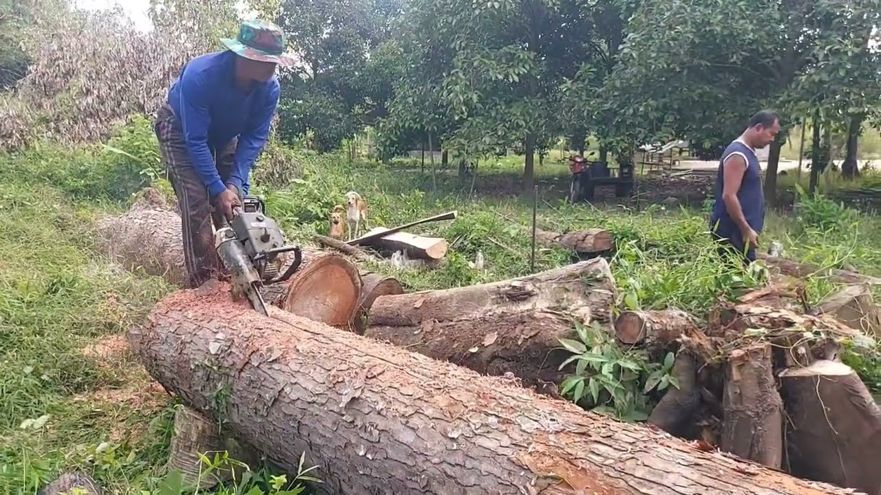 ซื้อไม้สะเดา3ต้น10000ต่อรองได้7000ทำกันข้ามปี @ตัดไม้บ้านนา