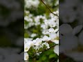 白い花(13秒)