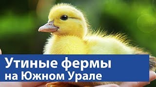 Утиные фермы на Южном Урале