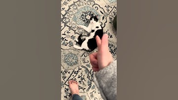 She understood the assignment - trigger warning #cats #cute #funnycats