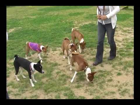 ＯＫドッグランでバセンジーのオフ会 Ⅱ　Bsenji's meeting in the Dog park 2