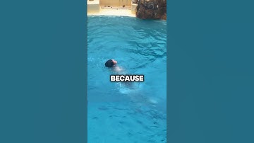 Most Dangerous Pool Ever (@1.80x_)