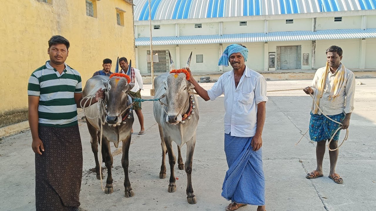 ఆలూరు ఎద్దుల సంత లో పలికిన ధర // Aluru Bull Market price - YouTube