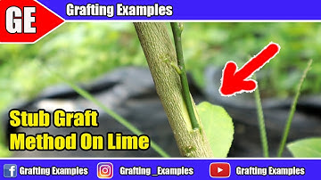 Stub Grafting Citrus Tree Gardening Hacks Full HD