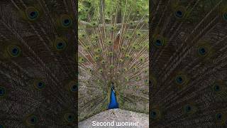 peacock павич peacocks Pfau 공작 pavone paon птаха птахи zoo зоопарк