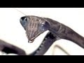 Slow Motion Praying Mantis Attack! | Slo Mo | Earth Unplugged