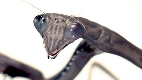 Slow Motion Praying Mantis Attack! | Slo Mo | BBC Earth Explore