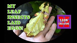 My Giant Leaf Insects Laid EGGS - with Leon Hills - LEON CREATOR