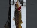Экспресс прогулка за форелью.