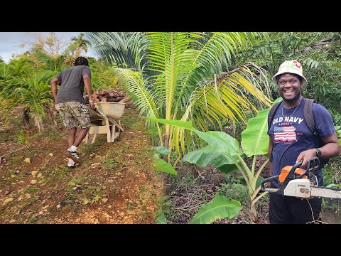 Jamaican Boy Turn American Citizen Good Friends Link Up Big Palm Farming 