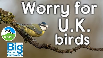 Big Garden Birdwatch 2023 - Worry over decline of bird sightings