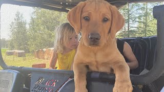 GORGEOUS RED puppy🔥  Fox Red Labrador Male 13 weeks old by Wild Country Ranch 116 views 9 months ago 1 minute, 34 seconds