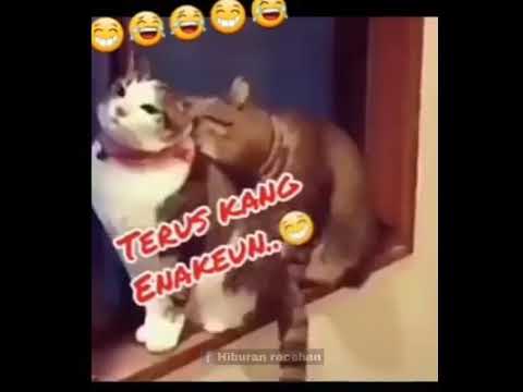 Kucing kentut 