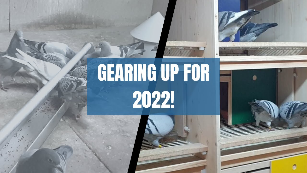 C. B. and C. Harris Pigeons - Introducing the first youngsters of 2022 and our new Hermes nestboxes