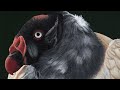 Oil Painting - Vulture Study Details #oilpainting