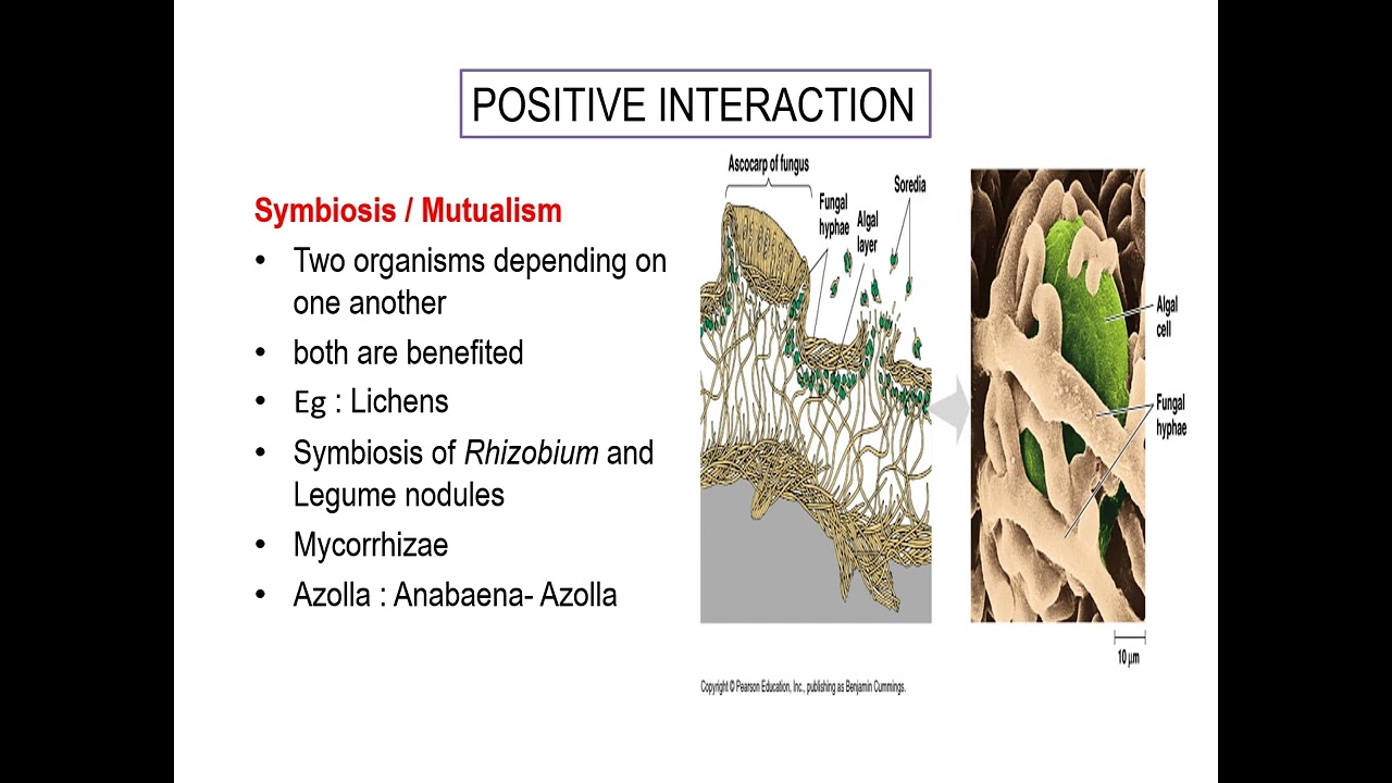 MICROBIAL INTERACTIONS IN SOIL