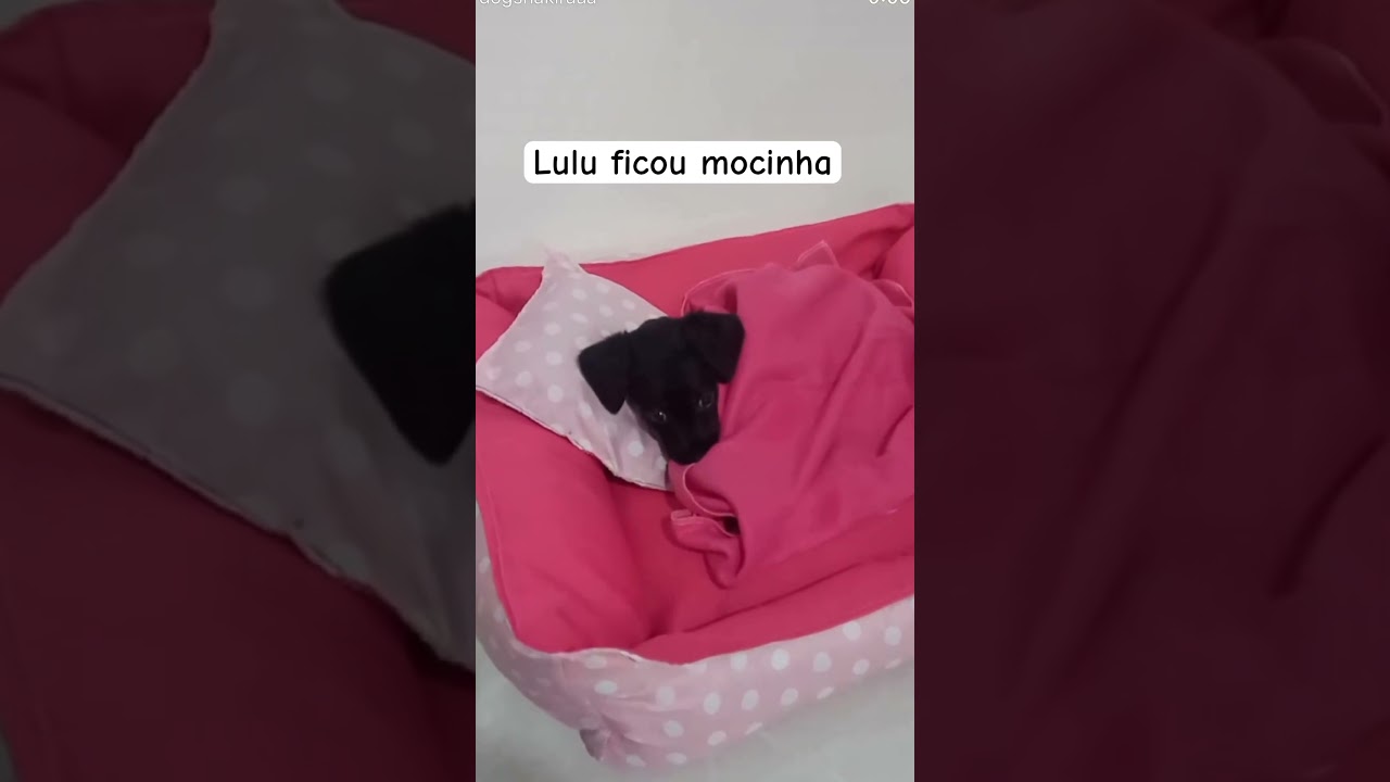 Lulu ficou mocinha #petsfofinhos #pets #dog
