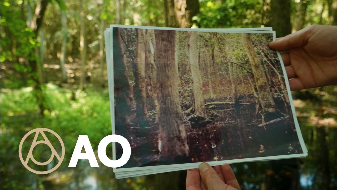New York's Disappearing Sunken Forest | Atlas Obscura