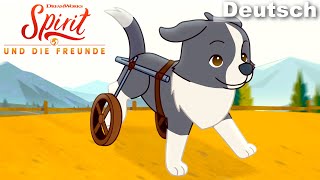 🐶  Auf drei Beinen | Exklusive Videos | SPIRIT UND DIE FREUNDE