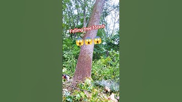 Forest Tree Cutting skill chainsaw! #wood #treecutting #fall #shortsfeed #shorts #treefelling
