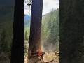 How many trees do you think these workers cut down?? #fails #shorts #youtubeshorts #trees