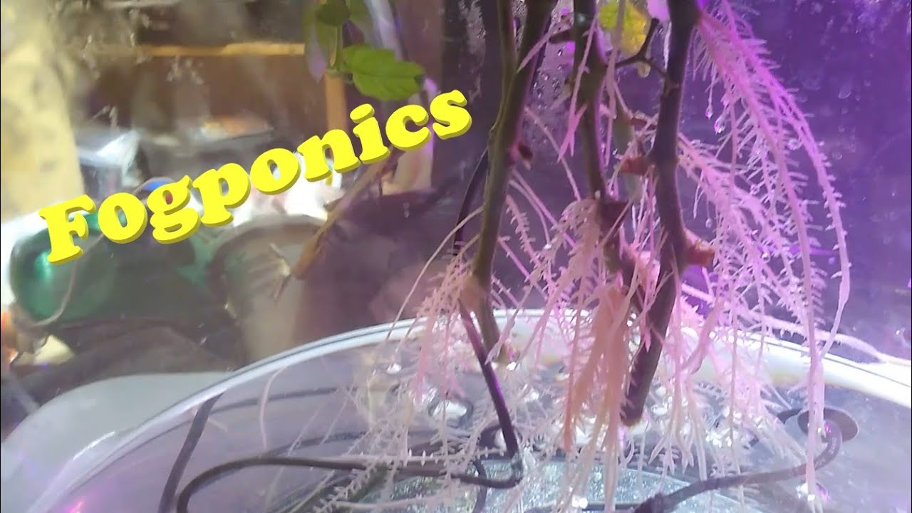 Fogponics test I am very happy with the results!