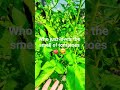 Who just loves Tomatoes 🍅 #shorts #short #youtubeshorts #garden #greenhouse #growing #shortvideo