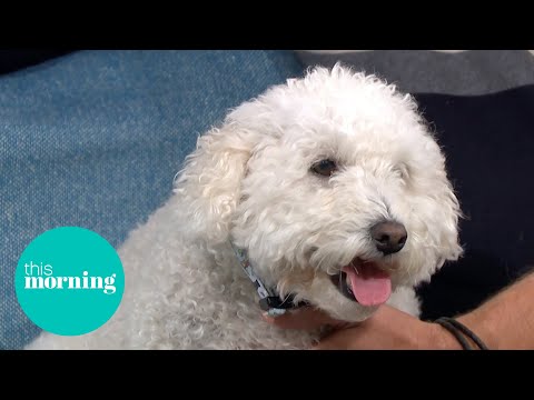 Dr scott: the dangers facing your dog this wet autumn | this morning