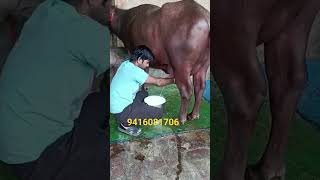 punjabisong song newsong punjabi music cow murrah animals balajidairyfarm forsale