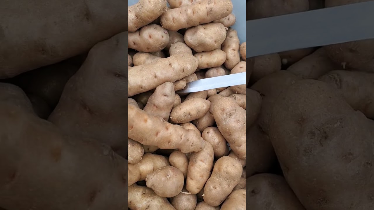 Картофель сорта Маках Озетт! Выращиваем его во Флориде.