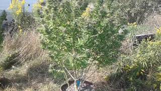 Super lemon haze outdoor grow update , getting some good colours on them and buds are stacking