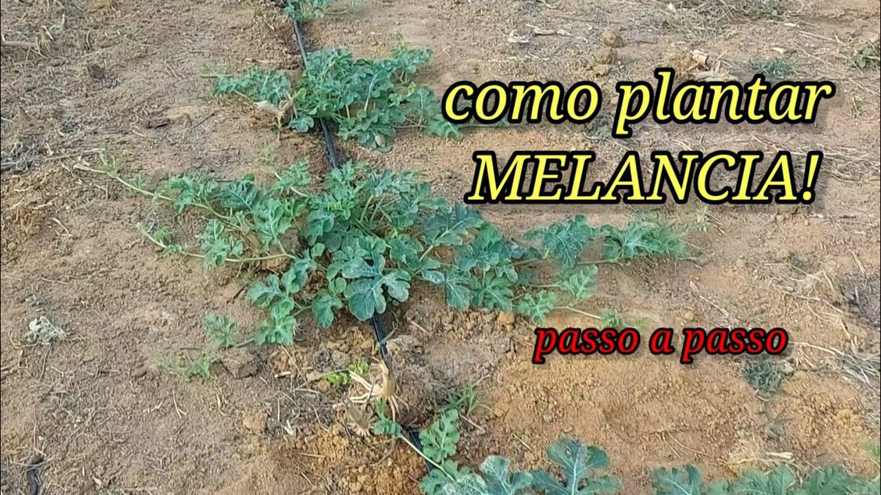 Como plantar melancia passo a passo? Dicas para ter um bom desenvolvimento.