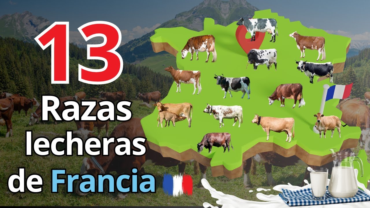 De Francia para el mundo: Las 13 mejores razas de vacas lecheras de origen  francés.