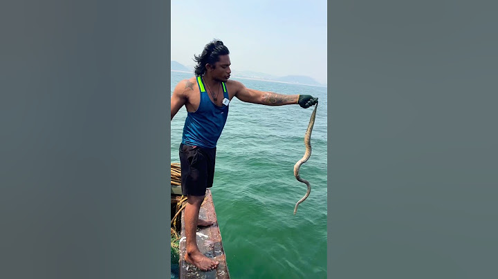 Local Boi Nani | ఈ సారి పాము తో ఎలా చెలగాటం ఆడెనో మేరె చూడండి Sea Snake Hunting | పాములకు వల వేసామ?