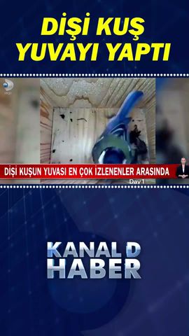 Dişi Kuşun Yuvası En Çok İzlenenler Arasında! #Shorts