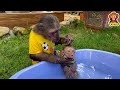 Le singe intelligent yoyo jr soccupe du singe yiyi lorsque grandpre est absent