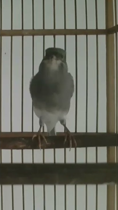 Kenari starblue cengkok unik