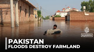 Pakistan floods displace over 1 million, destroy farmlands in Punjab screenshot 4
