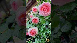 Endless Spring FlowersLIVE 24/7 | Relaxing Rose&amp; Nature Sounds